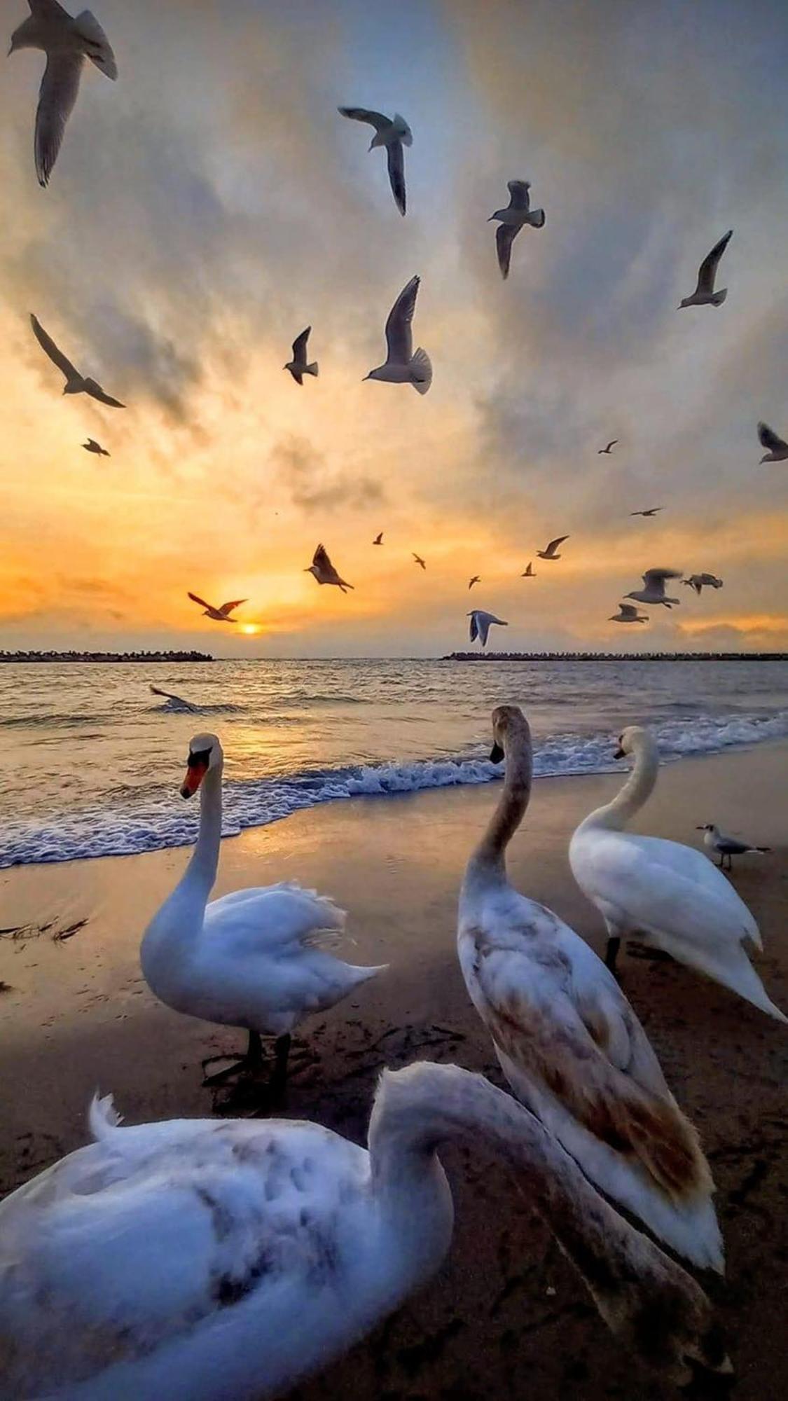 Vila Cris Apartments Navodari Dış mekan fotoğraf
